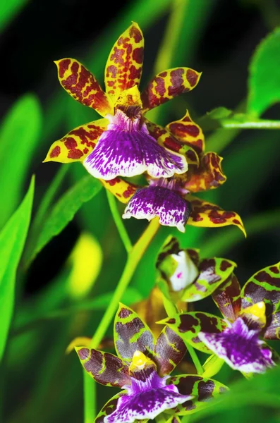 Bardzo piękne kolorowe odontoglossum orchidea — Zdjęcie stockowe