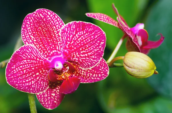 Güzel pembe orkide vanda