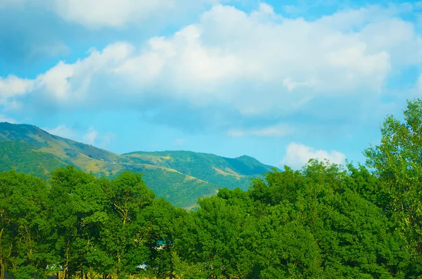 Bitkiler ile güzel Dağları