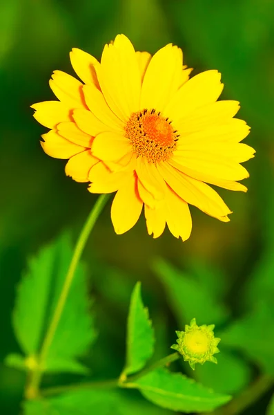 Schöne gelbe Kamille — Stockfoto