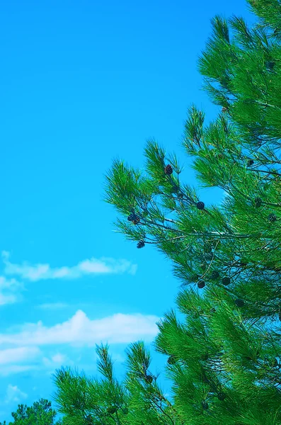 güzel çam ağacı çam co ile