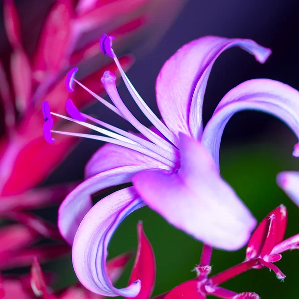 Piękne fioletowe lil — Zdjęcie stockowe