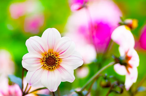 Hermosa flor blanca en un jardín —  Fotos de Stock