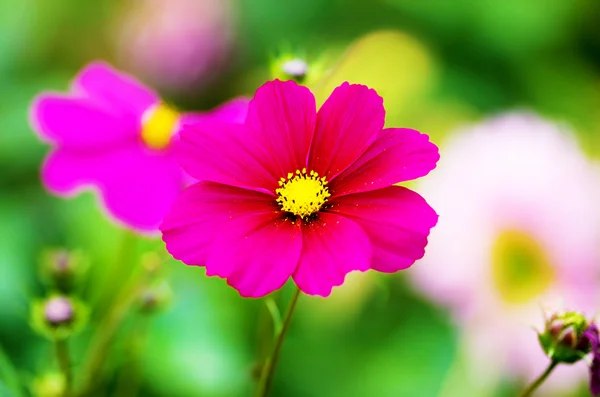 花园里美丽的粉红花朵 — 图库照片