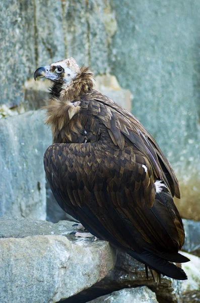 bir yaban hayatı kara akbaba