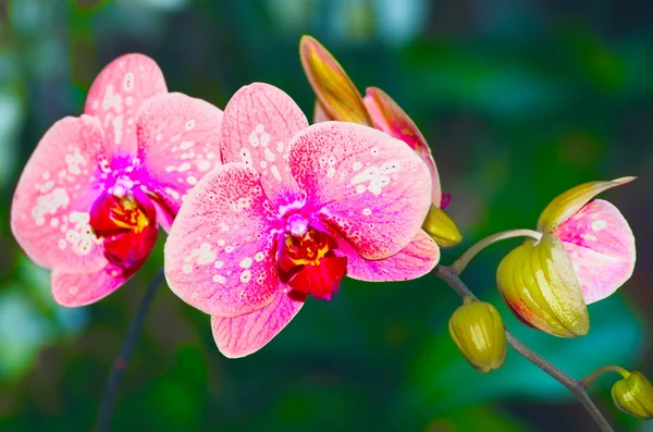 Piękny różowy storczyk vanda — Zdjęcie stockowe