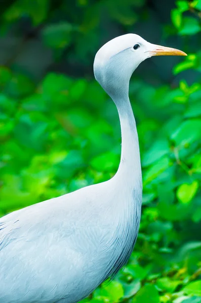 bir doğada Blue vinç