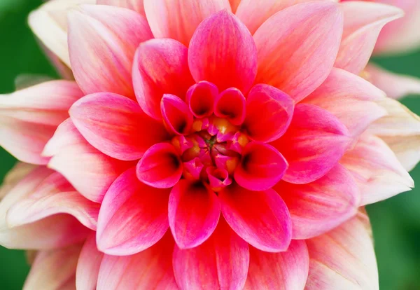 güzel pembe çiçek