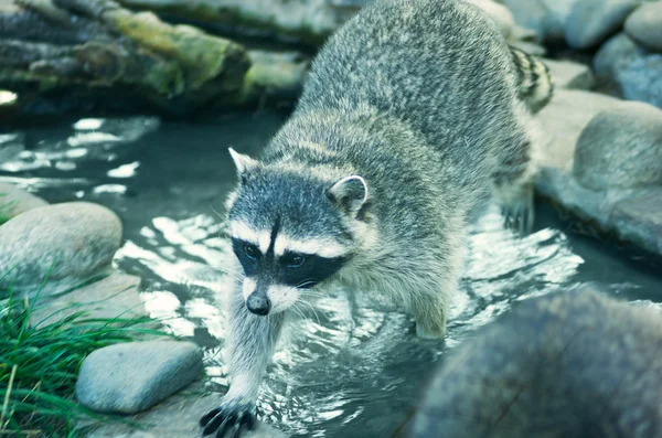 Rakun bir yaban hayatı içinde