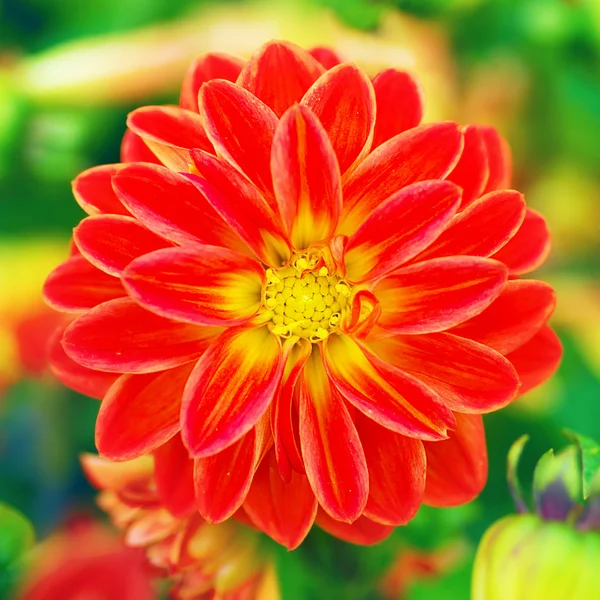 bir bahçe içinde güzel kırmızı çiçek