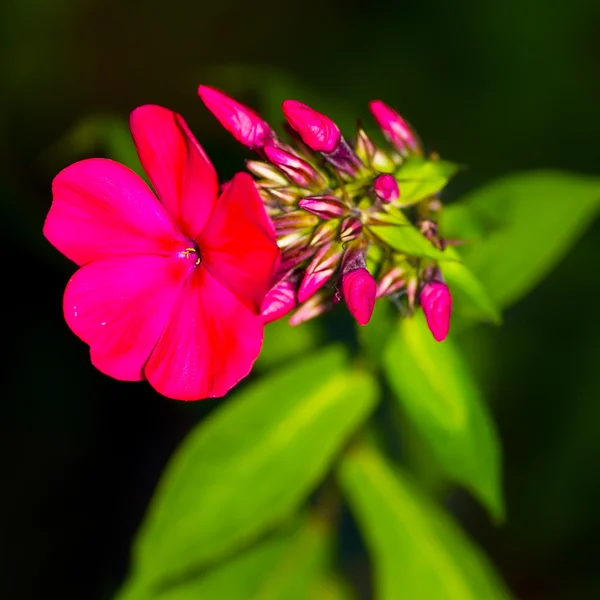 güzel pembe çiçek