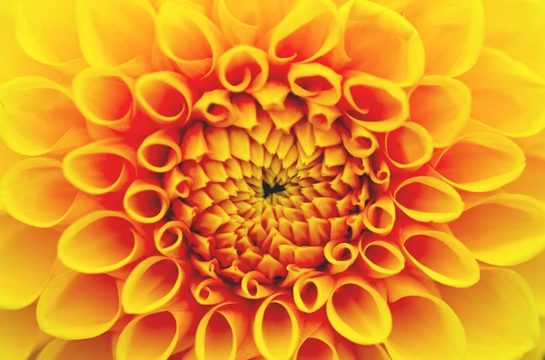 güzel portakal çiçeği