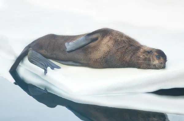 kürk mühür istirahat