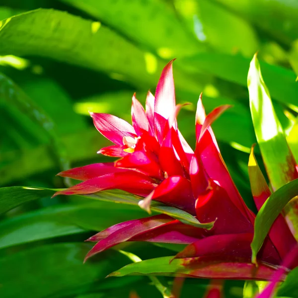 bir bahçe içinde güzel pembe bitki