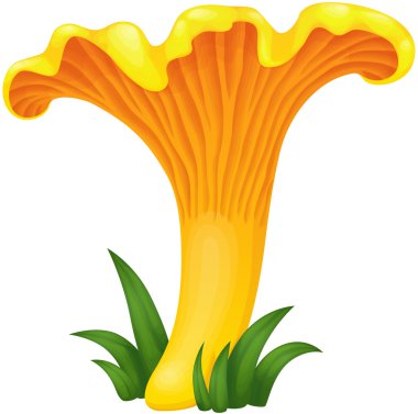 mantar Cantharellus cibarius