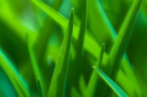 Zelené listy rozmazané closeup — Stock fotografie