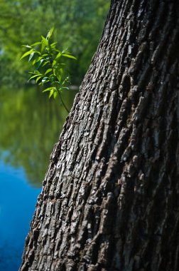 Baharda söğüt ağacı