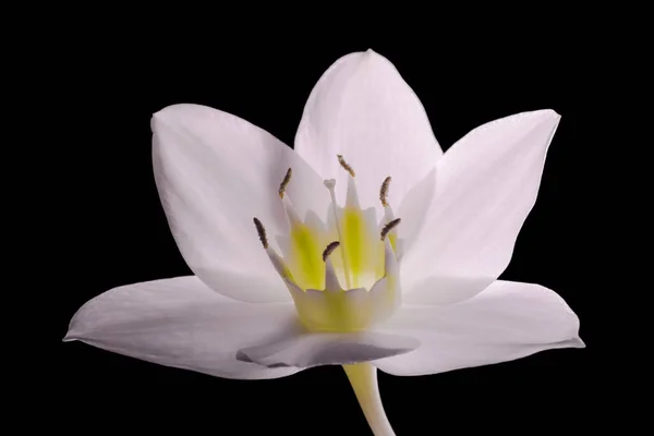 Lírio Branco Bonito Flor Close Fundo Preto Para Projeto — Fotografia de Stock