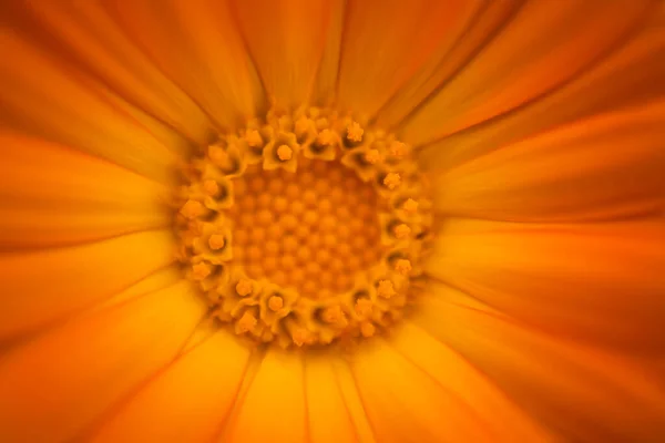 Bright Red Orange Floral Background Design Photo Calendula Flower Close — Stock Photo, Image