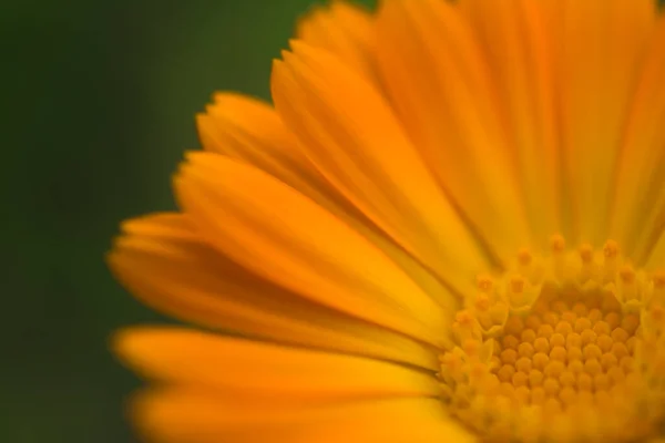 オレンジ色の明るいカレンデュラの花を閉じます ソフトフォーカス — ストック写真