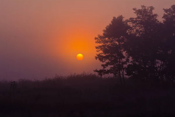 Naturalne Tło Odcieniach Czerwieni Wschodem Słońca Mgle Sylwetki Drzew Projektowania — Zdjęcie stockowe