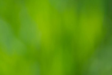 Tasarım için yeşil bulanık doğal amaçsız arkaplan. 