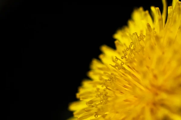 Flor de diente de león —  Fotos de Stock