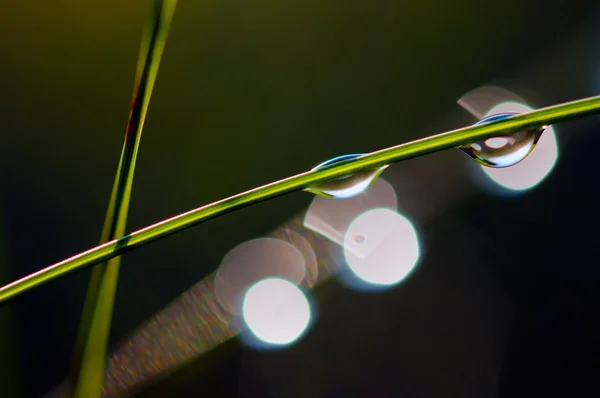 Dew drops on grass stems — Stock Photo, Image