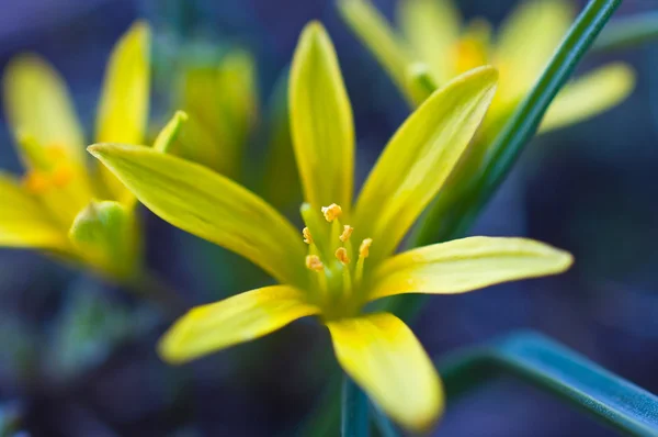 Zářivě žlutý květ — Stock fotografie