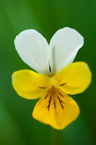 ビオラの花 — ストック写真