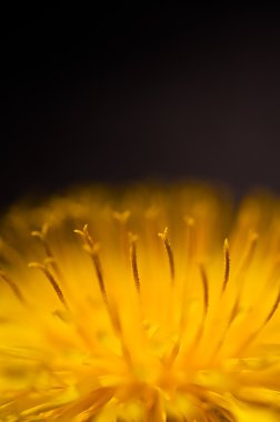 Karahindiba çiçeği makro