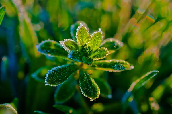 Хоарфрост на зеленом растении — стоковое фото