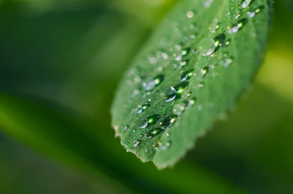 Dew on the grass — Stock Photo, Image