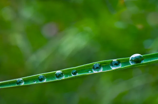 Dew on a piece of grass — Stock Photo, Image