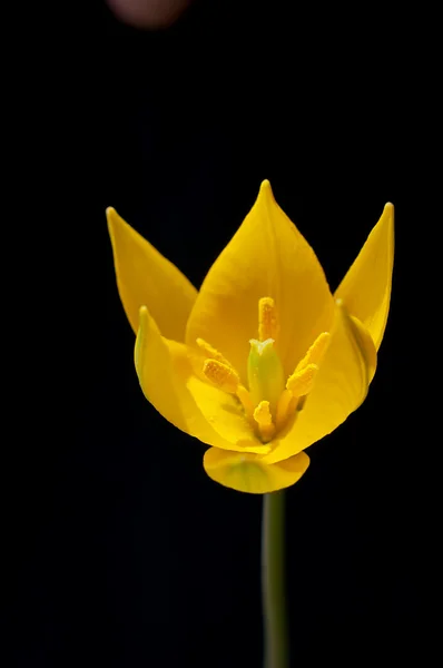 黄色のチューリップの花 — ストック写真