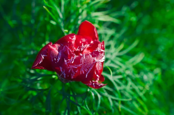 Peony blomst i frost - Stock-foto