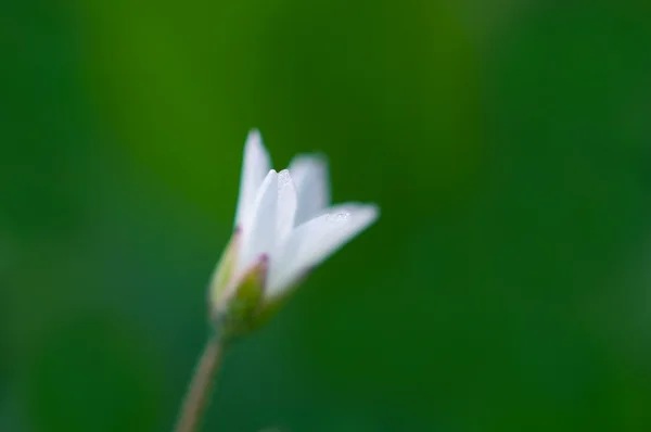 ぼやけた白い花 — ストック写真