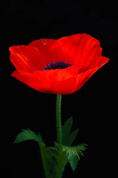 Blurry Red Poppy on a dark background — Stock Photo, Image