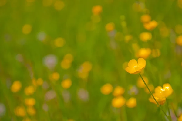 Fond flou avec des fleurs jaunes — Photo