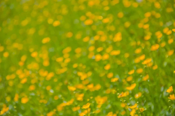 花の背景をぼかし — ストック写真
