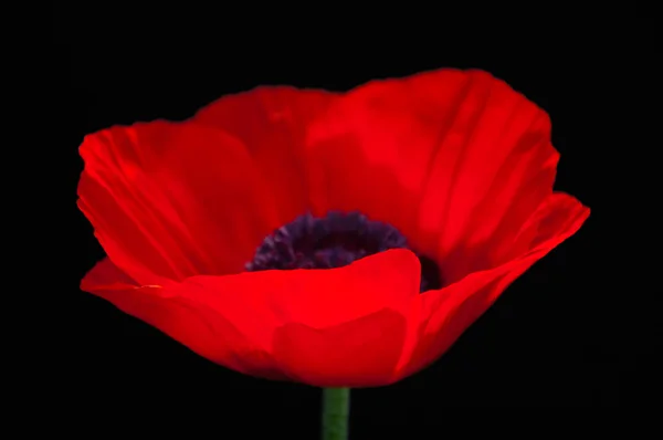 Red poppy flower on dark blurry background — Stock Photo, Image