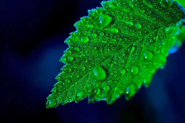 Grünes Blatt mit Tautropfen — Stockfoto