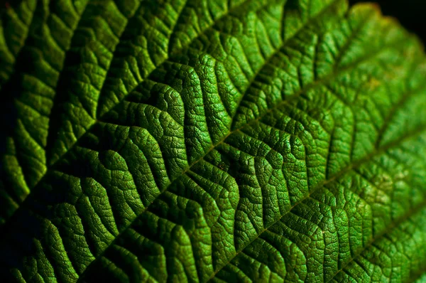 Foglie verdi primo piano — Foto Stock