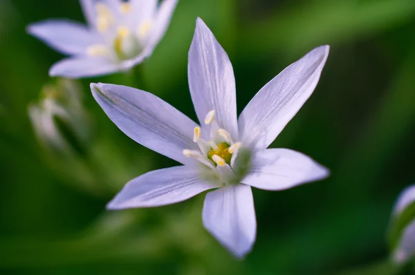 Estrella de Belén flor primer plano —  Fotos de Stock