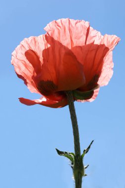 Güneşli bir günde çayırda pembe haşhaş çiçeği 