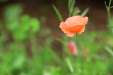 Kırmızı hafta, gelincik çiçeği güneşli bir günde çayırda