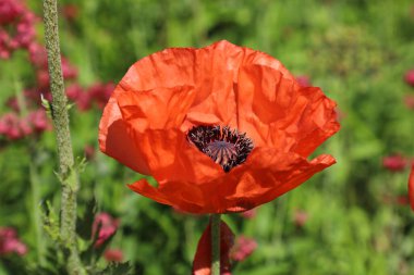 Kırmızı hafta, gelincik çiçeği güneşli bir günde çayırda