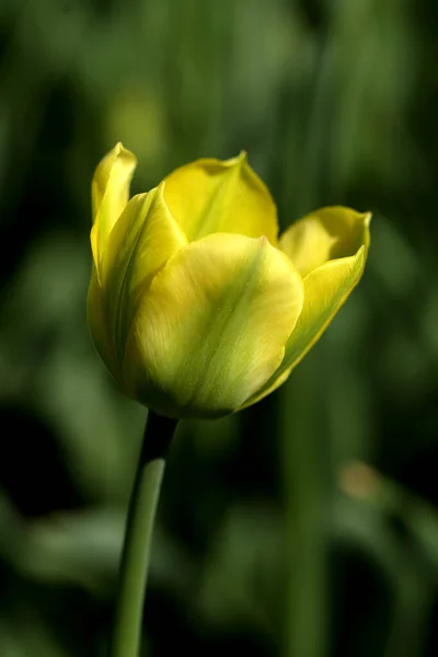 Schönheit Gelbe Tulpe Sonnigen Tagen Hintergrund Mit Platz Für Text — Stockfoto