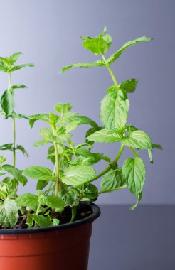 Yeşil nane yaprakları