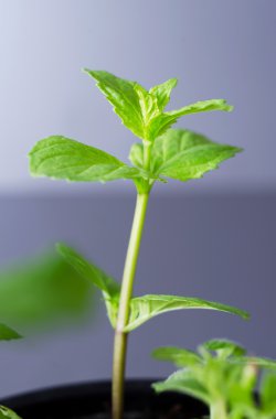 Yeşil nane yaprakları